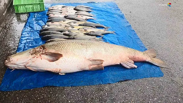 Balık değil sanki küçükbaş hayvan! Kilosunu duyunca şaşıracaksınız
