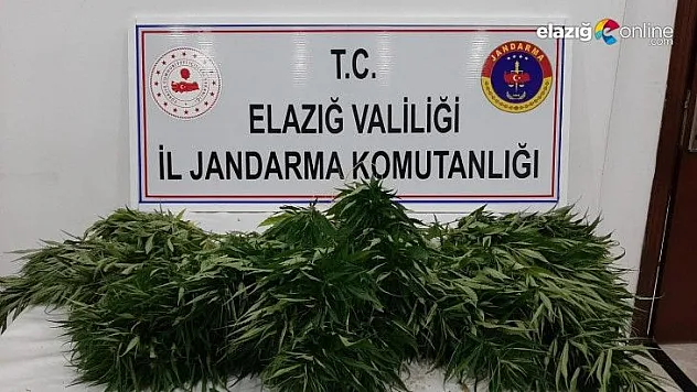 73 kök kenevir ele geçirildi