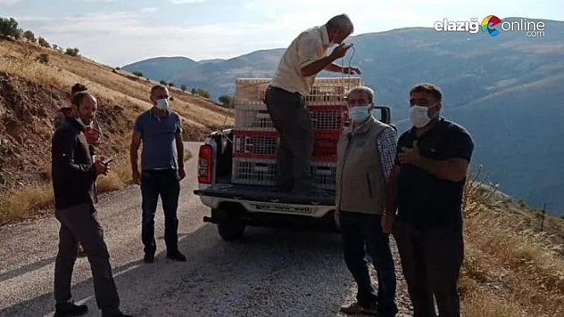 850 adet kınalı keklik doğaya salındı