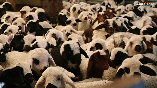 Elazığ'da 98 bin sığır aşılandı