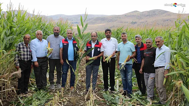 Elazığ'da Silajlık Mısır Hasadı Başladı: 98 Bin Ton Rekolte Bekleniyor!