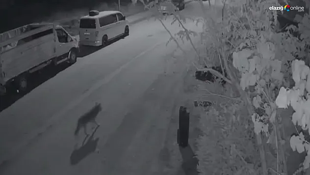 Gece Gezen Kurt, Elazığ'da Mahallede Güvenlik Kameralarına Yansıdı!