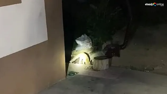 Aç kalan tilki yiyecek ararken ev sahibine yakalandı