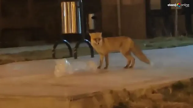 Elazığ'da aç kalan tilki şehir merkezine indi