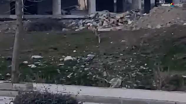 Aç kalan tilki şehir merkezine kadar indi