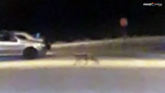 Yiyecek bulmakta zorlanan tilki, çareyi şehre inmekte buldu