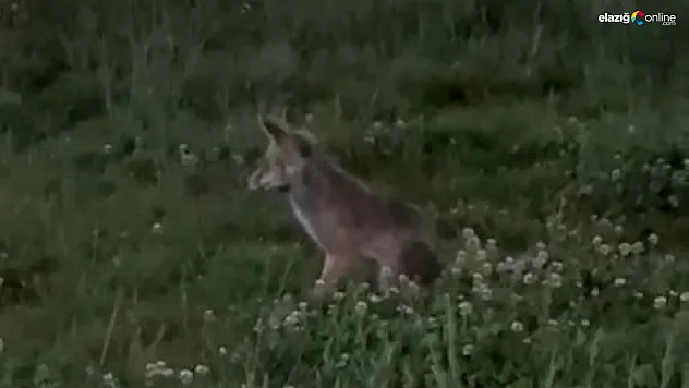 Çaydaçıra Mahallesi'nde Tilki Görüntülendi: Elazığ'da İlginç Anlar!
