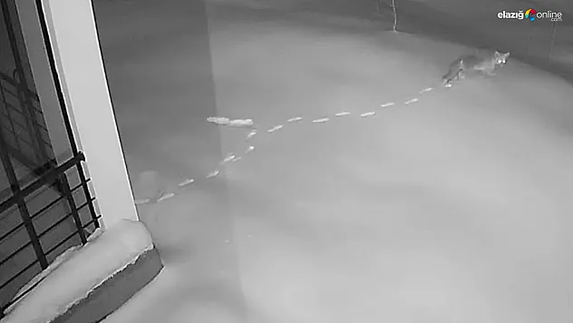 Köy meydanında yaban safarisi! Maden'de aç kalan hayvanlar kapıya dayandı