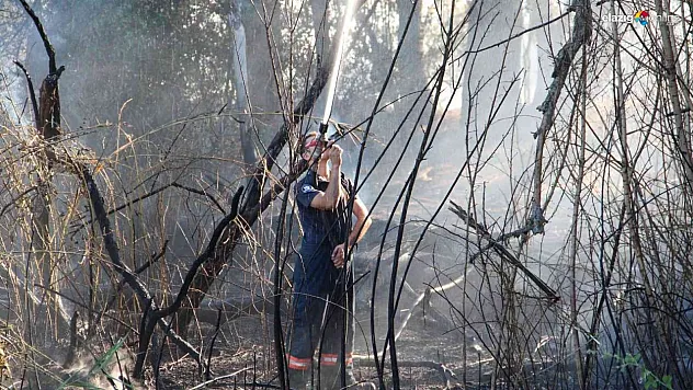 Ağaçlık alandaki yangın söndürüldü! Çok sayıda ağaç zarar gördü