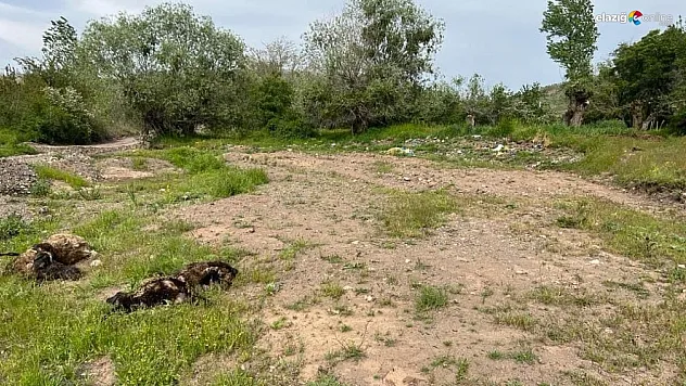 Kurt sürüsü ağıla girdi ve 21 koyunu telef etti