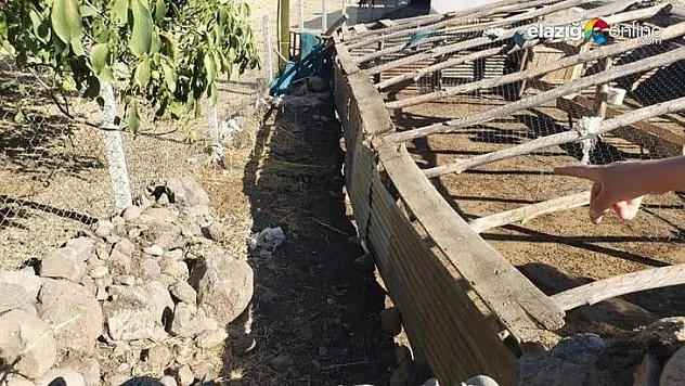 Karakoçan'da ağıldan kaçan 90 keçiden 16'sını kurtlar telef etti