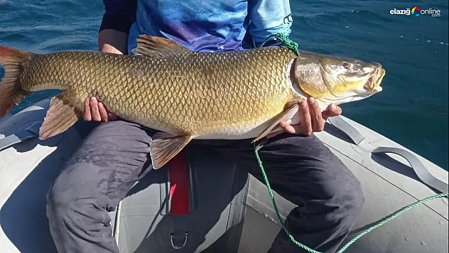 Amatör Balıkçıdan Unutulmaz Av: Karakaya Barajı'nda Dev Turna!