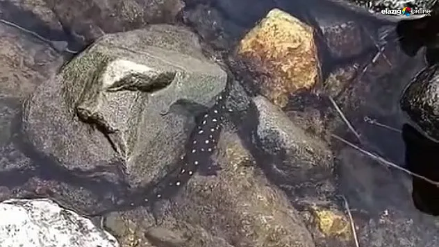 Nadir Tür Elazığ'da Kameraya Yakalandı!