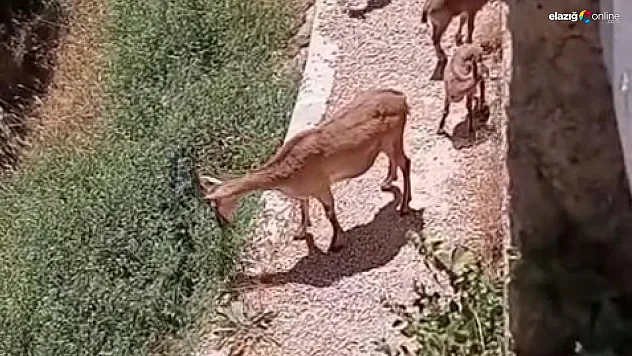 Harput Kalesi'nde Sürpriz Misafirler: Anne ve Yavru Dağ Keçileri Kamerada!