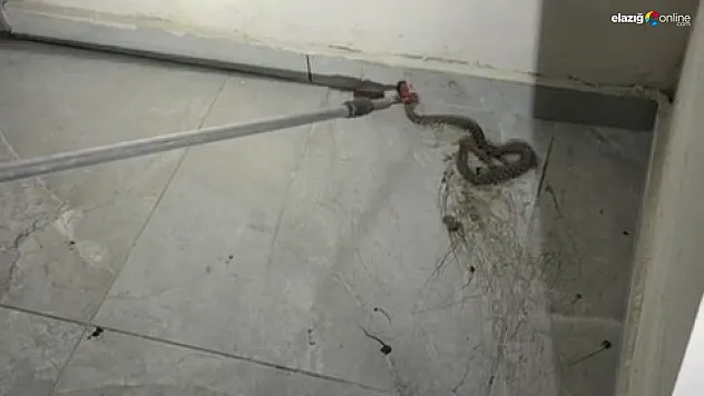 Abdullahpaşa Mahallesi'nde Yılan Paniği! Apartmanda Korku Dolu Anlar!