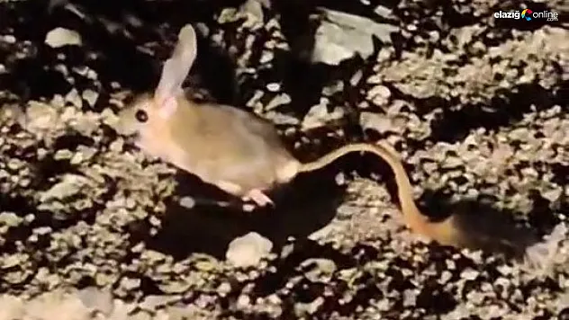 Baskil'de Sürpriz Karşılaşma: Kırmızı Listede Olan Arap Tavşanı Kamerada!