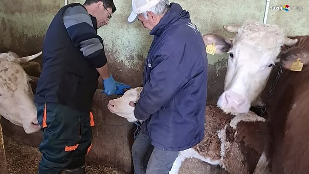 Elazığ'da Büyükbaş Hayvanlara Aşı Uygulaması Başladı!