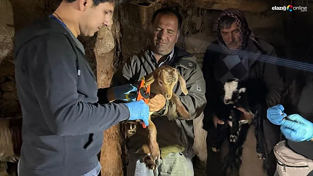 Elazığ'da Büyükbaş Hayvanlara Aşı ve Küpe Takibi: Tarım Ekipleri Köy Köy Geziyor!