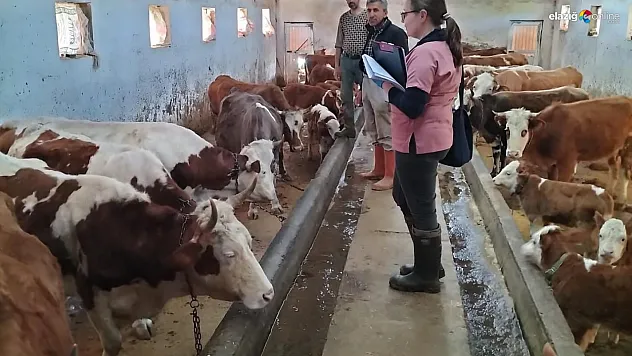 Elazığ Tarım Müdürlüğü Köy Köy Dolaşıyor:  Aşı ve Küpeleme Çalışmaları Sürüyor!