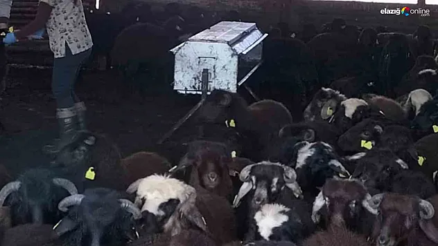 Elazığ'da Küçükbaş Hayvanlar İçin Aşılama ve Küpeleme Seferberliği!