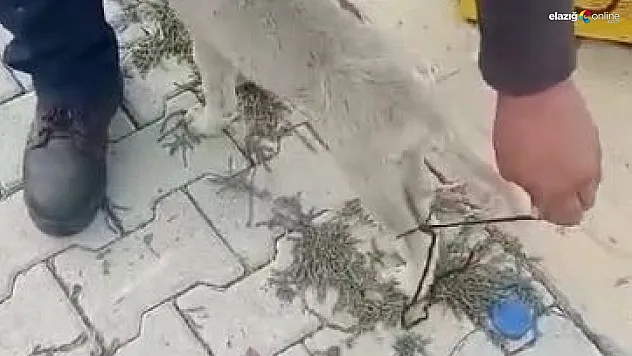 Minik köpeğin yardımına vatandaşlar yetişti!