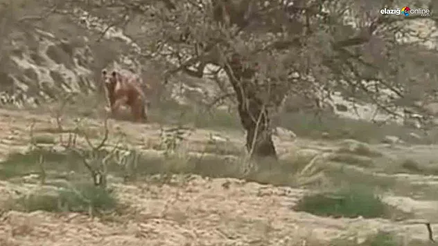 Ağın'da Üzüm Bağlarına Ayı Baskını: O Anlar Kamerada!