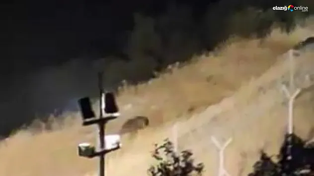Elazığ'da Ayıların Kış Hazırlığı Kamerada! Köylüler O Anları Kaydetti