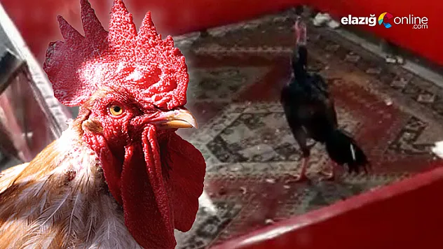 Elazığ'da bağ evindeki horoz dövüşüne baskın!