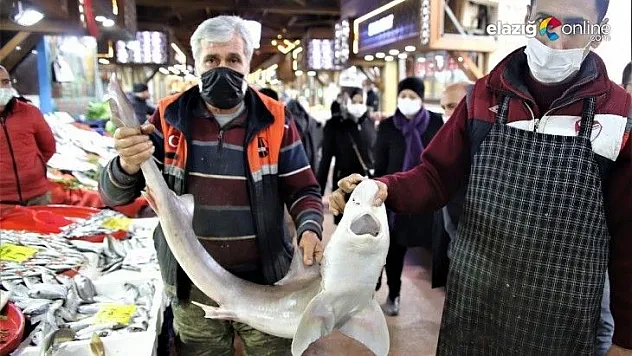 Kanser hastaları için Norveç'ten köpek balığı getirtti