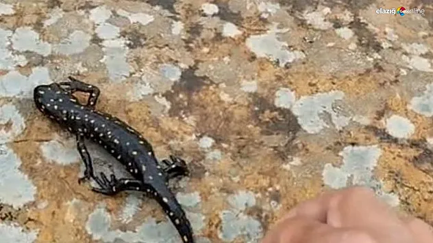 Elazığ'da Nadir Görülen Sarı Benekli Semender Görüntülendi!