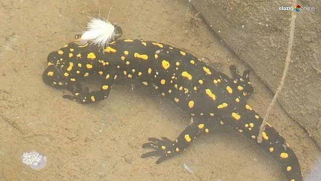 Doğaseverleri Heyecanlandıran Anlar: Elazığ'da Sarı Benekli Semender Ortaya Çıktı!