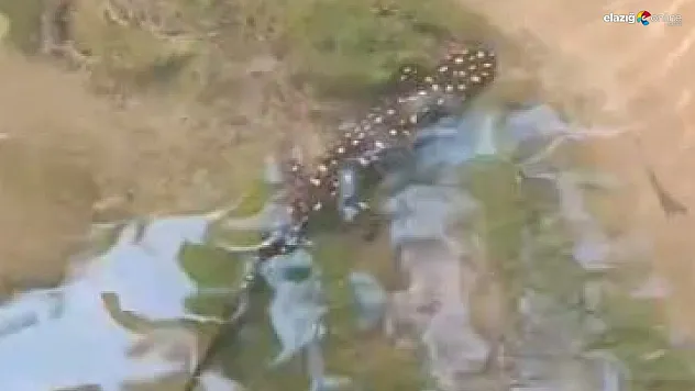 Palu'da Sarı Benekli Semender Vatandaşın Kamerasına Takıldı!