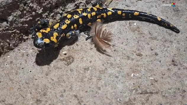 Biyolojik Dengenin Koruyucusu Benekli Semender Elazığ'da Görüldü!