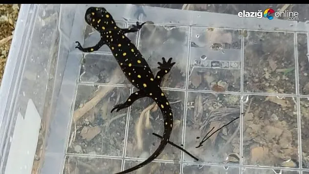 Benekli semender izleme çalışması gerçekleştirildi