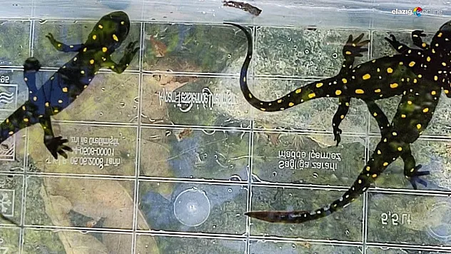 Elazığ'da benekli semender izleme çalışması!