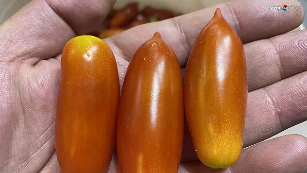 Elazığ'da ilginç ürün! Biber görünümlü domatesler rağbet görüyor