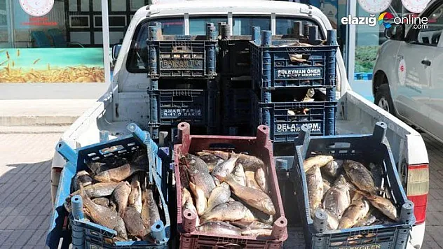 Elazığ'da bir ton kaçak balık ele geçirildi, 10 bin TL ceza kesildi