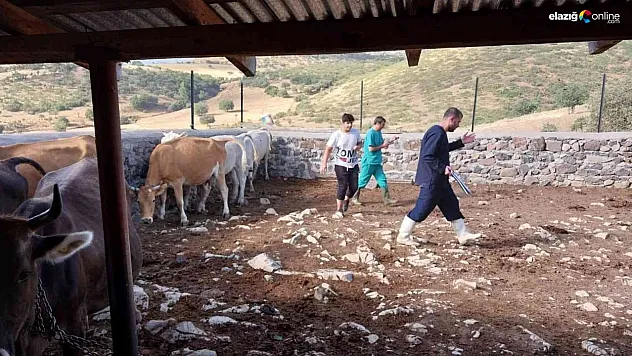Büyükbaş hayvanlara aşılama çalışması sürüyor
