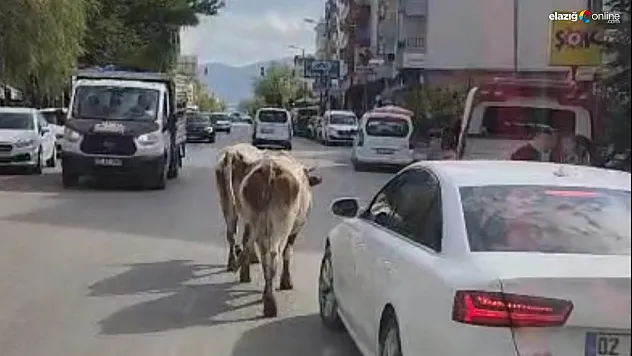 Karakoçan'da İki İnek İlçe Merkezine İndi, Sürücüler Zor Anlar Yaşadı!