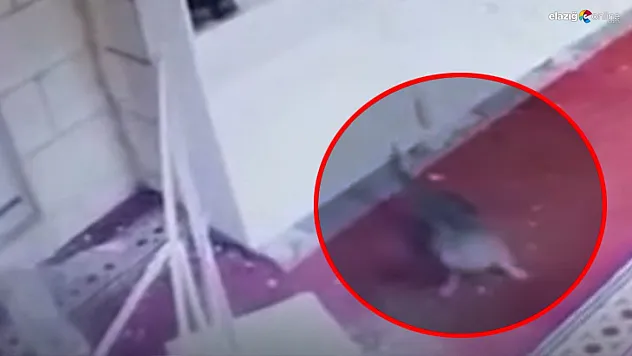Elazığ'da Camiye Giren Kedi Asma Tavanı Yıktı! Cemaat Şaşkına Döndü!