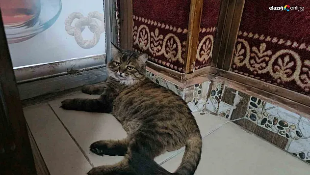 Sevimliliğiyle Mahallelinin Gönlünü Fetheden Kedi: 'Bıdık'