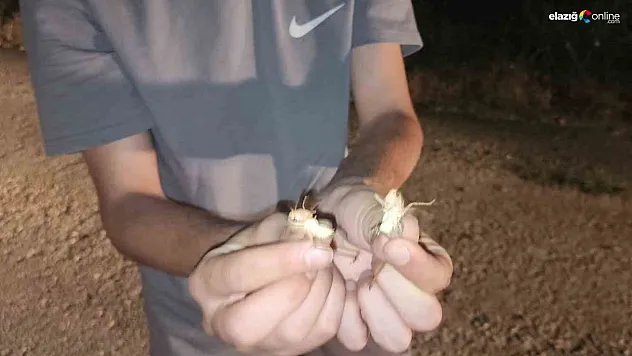 Palu'da Çekirge Paniği! Yüzlerce Çekirge Ortalığı Bastı!
