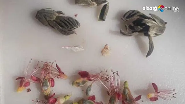 Çiçek açan kayısı ağaçlarını don vurdu