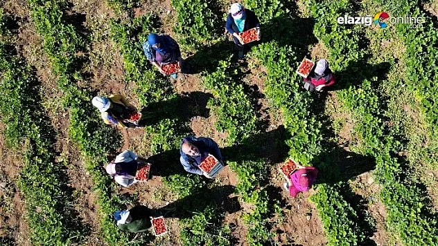 Elazığ Uluova bölgesine ait has organik çilekte hasat başladı