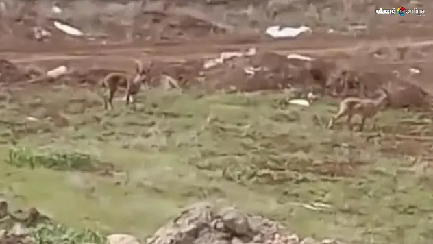 Doğal Yaşam Şehirle Buluştu: Elazığ'da Dağ Keçileri Sokaklarda!