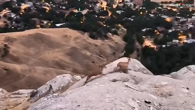 Harput'ta Yiyecek Arayan Dağ Keçileri Cep Telefonu Kamerasına Takıldı!