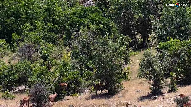 Doğaseverler Hayran Kaldı! İlk Kez Bu Kadar Net Görüntülendi!
