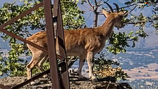 Karakoçan'da Dağ Keçileri Doğa Tutkunlarını Büyüledi!