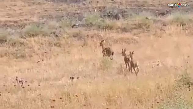 Elazığ Palu'da Koruma Altındaki Dağ Keçileri, Ziyaretçilere Sürpriz Yaptı!
