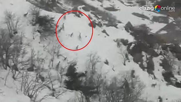 Elazığ'da dağ keçileri sürü halinde görüntülendi